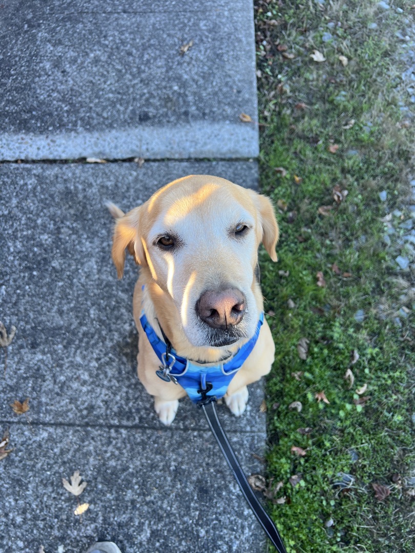 Yellow lab in a blue harness sitting on a sidewalk looking up