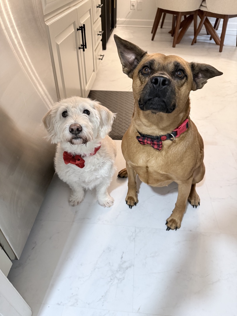 Two dogs sitting together — a small white terrier mix and a tan mixed breed with a plaid bow tie collar