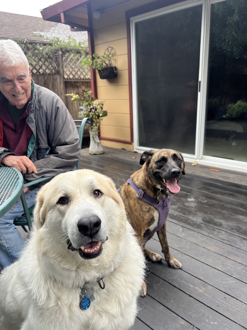 A large white Great Pyrenees and a brindle dog in a purple harness relaxing on a backyard deck