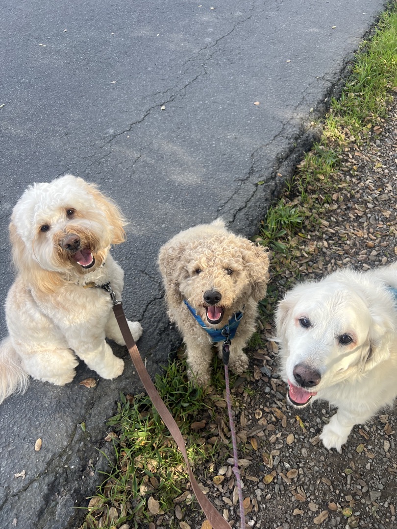 Three happy dogs sitting together on the curb — a goldendoodle, a poodle, and a white retriever