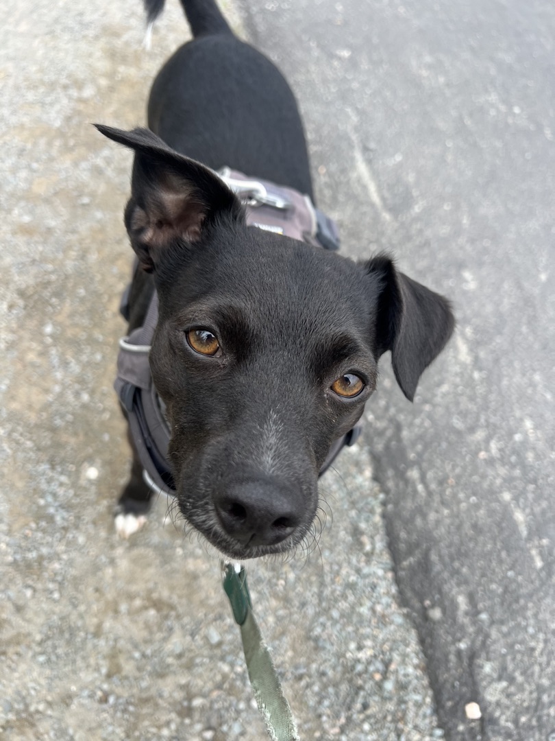 Black mixed breed dog with amber eyes looking up at the camera on a walk