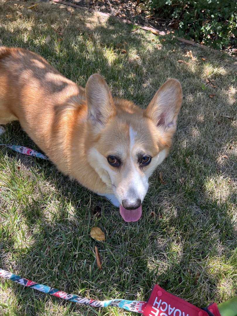 Corgi relaxing on the grass with a colorful leash on a sunny day