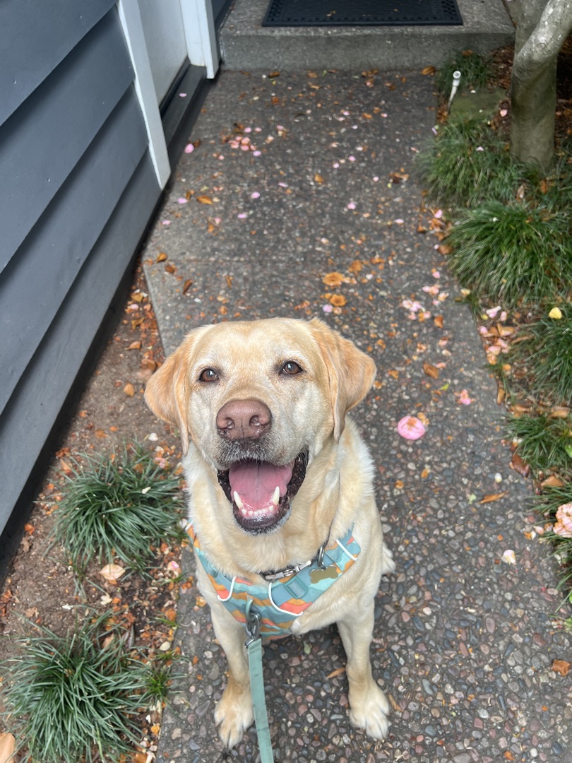 Happy yellow lab with a colorful harness sitting on a walkway surrounded by flower petals