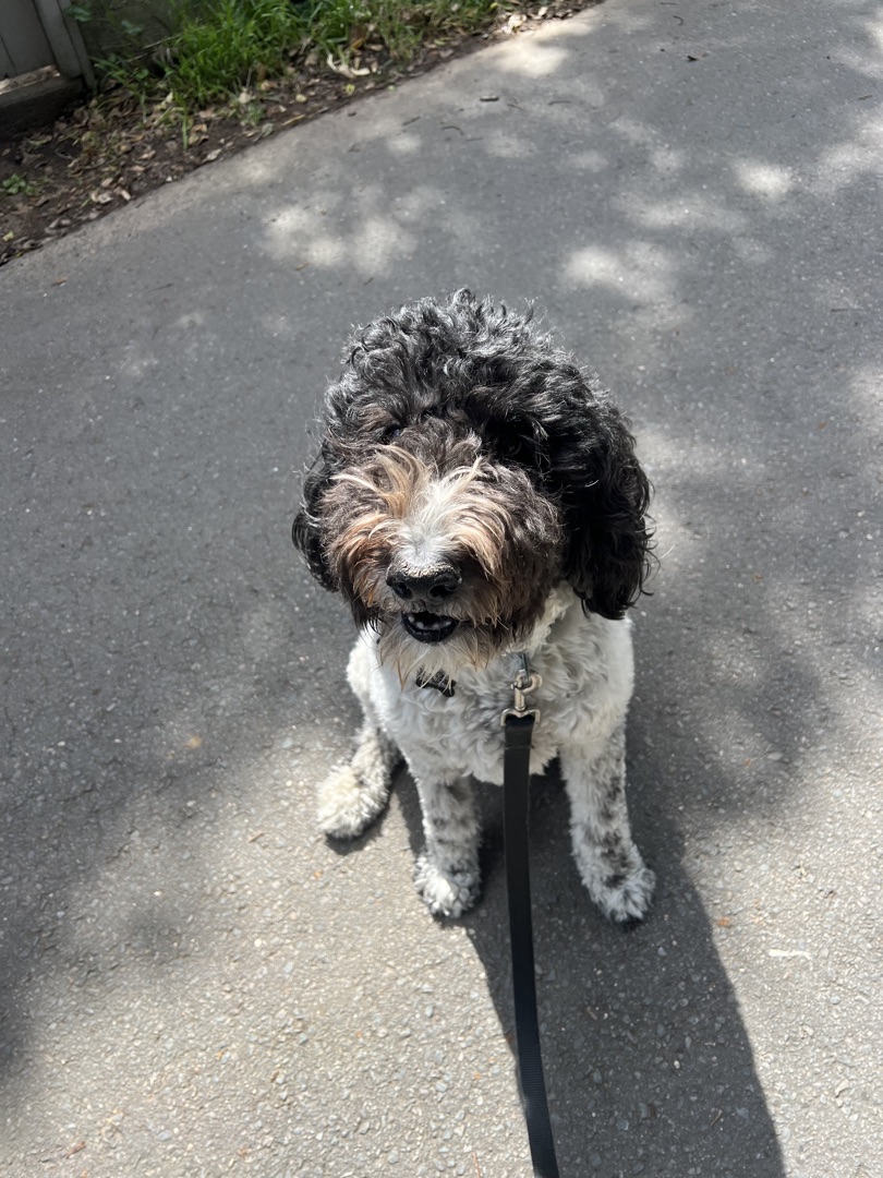 Black and white curly doodle sitting on a sidewalk on a sunny day