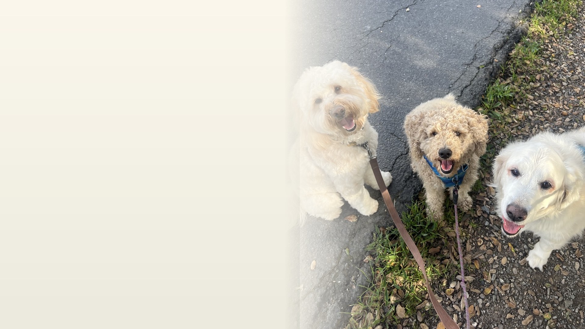 Three happy dogs — a goldendoodle, a tan poodle, and a white retriever — sitting calmly on a Marin County street looking up at the camera